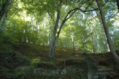 Wald